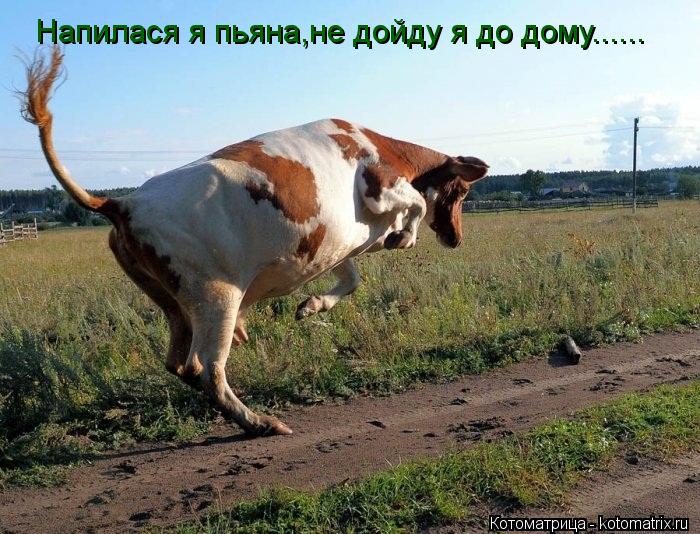 Напилася я пьяна,не дойду я до дому......... Котоматрица: Напилася я пьяна,не дойду я до дому......