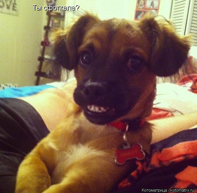 Ты сфоткала?... Котоматрица: Ты сфоткала?