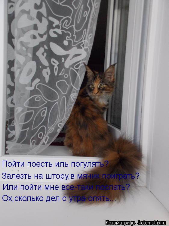 Пойти поесть иль погулять? Залезть на штору,в мячик поиграть? Или пойти мне все-таки поспать? Ох,скол... Котоматрица: Пойти поесть иль погулять? Залезть на штору,в мячик поиграть? Или пойти мне все-таки поспать? Ох,сколько дел с утра опять...