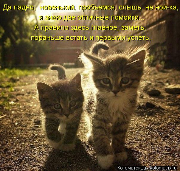 Да ладно, новенький, пробьемся, слышь, не ной-ка, я знаю две отличные помойки... А правило здесь гла... Котоматрица: Да ладно, новенький, пробьемся, слышь, не ной-ка, я знаю две отличные помойки... А правило здесь главное, заметь, пораньше встать и первыми усп