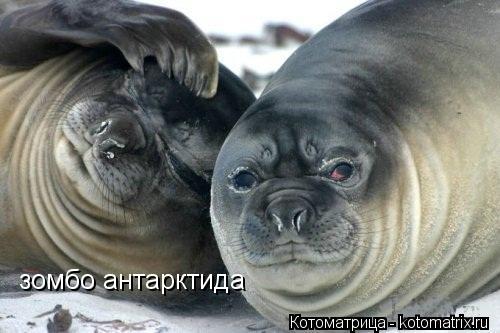зомбо антарктида... Котоматрица: зомбо антарктида