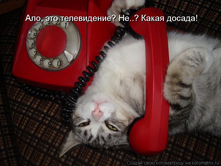 Ало, это телевидение? Не..? Какая досада!... Котоматрица: Ало, это телевидение? Не..? Какая досада!