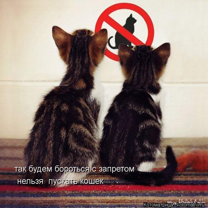так будем бороться с запретом нельзя пускать кошек... Котоматрица: так будем бороться с запретом нельзя пускать кошек