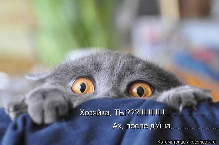 Хозяйка, ТЫ???!!!!!!!!!!!................... Ах, после дУша........................ Котоматрица: Хозяйка, ТЫ???!!!!!!!!!!!................... Ах, после дУша.....................