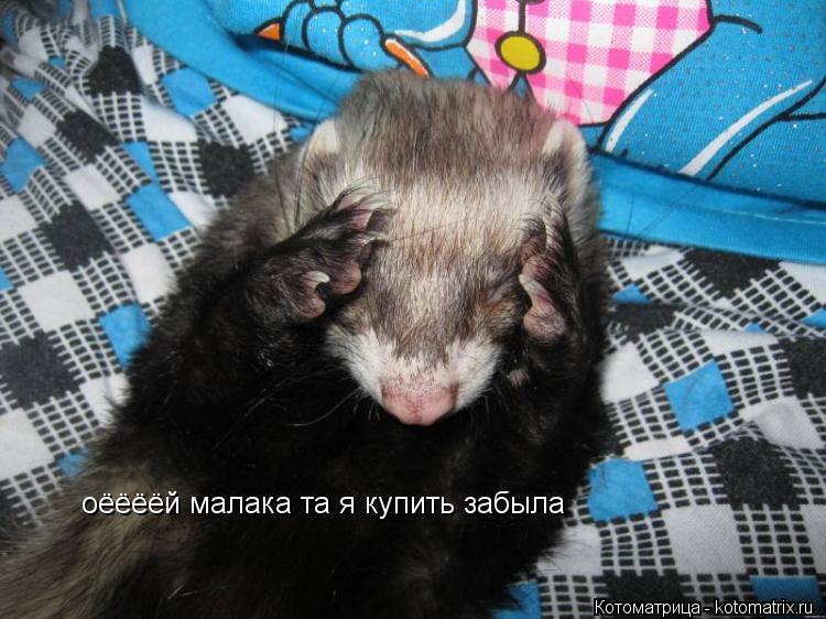 оёёёёй малака та я купить забыла... Котоматрица: оёёёёй малака та я купить забыла