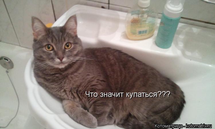 Что значит купаться???... Котоматрица: Что значит купаться???