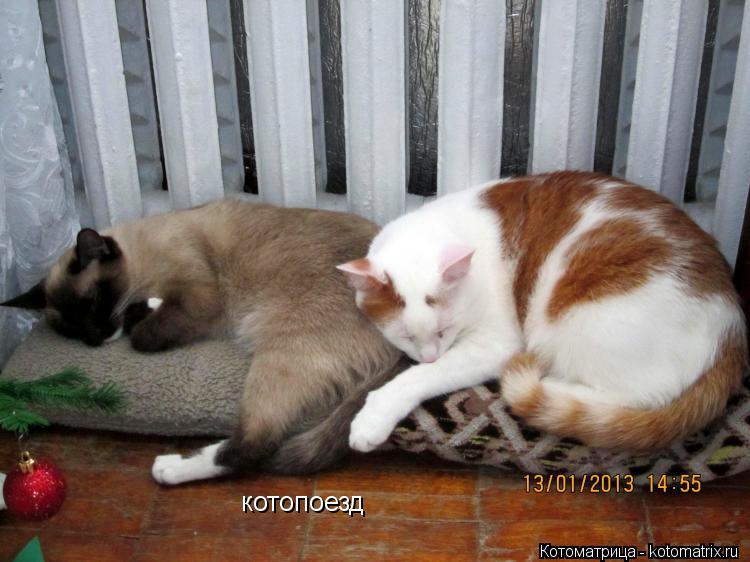котопоезд... Котоматрица: котопоезд