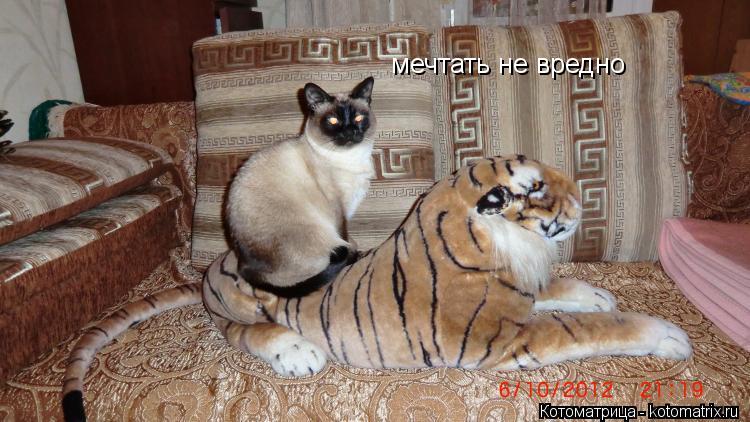 мечтать не вредно... Котоматрица: мечтать не вредно