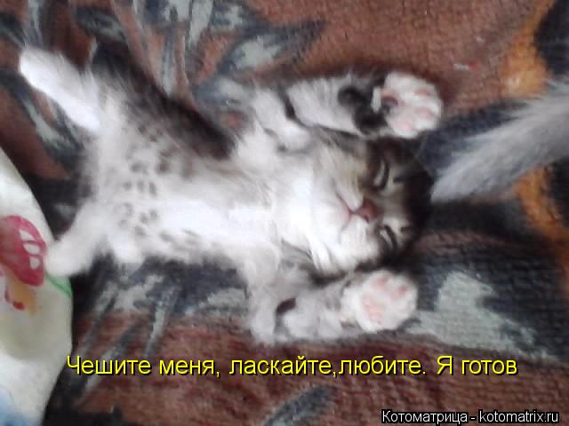 Чешите меня, ласкайте,любите. Я готов... Котоматрица: Чешите меня, ласкайте,любите. Я готов