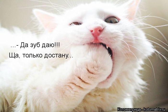 ...- Да зуб даю!!! Ща, только достану...... Котоматрица: ...- Да зуб даю!!! Ща, только достану...
