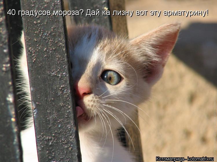 40 градусов мороза? Дай ка лизну вот эту арматурину!... Котоматрица: 40 градусов мороза? Дай ка лизну вот эту арматурину!