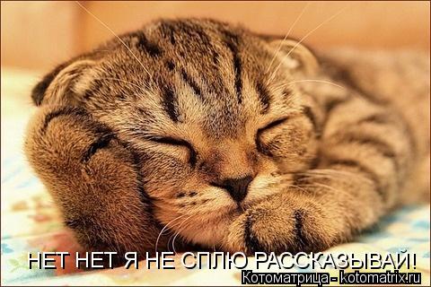 НЕТ НЕТ Я НЕ СПЛЮ РАССКАЗЫВАЙ!... Котоматрица: НЕТ НЕТ Я НЕ СПЛЮ РАССКАЗЫВАЙ!