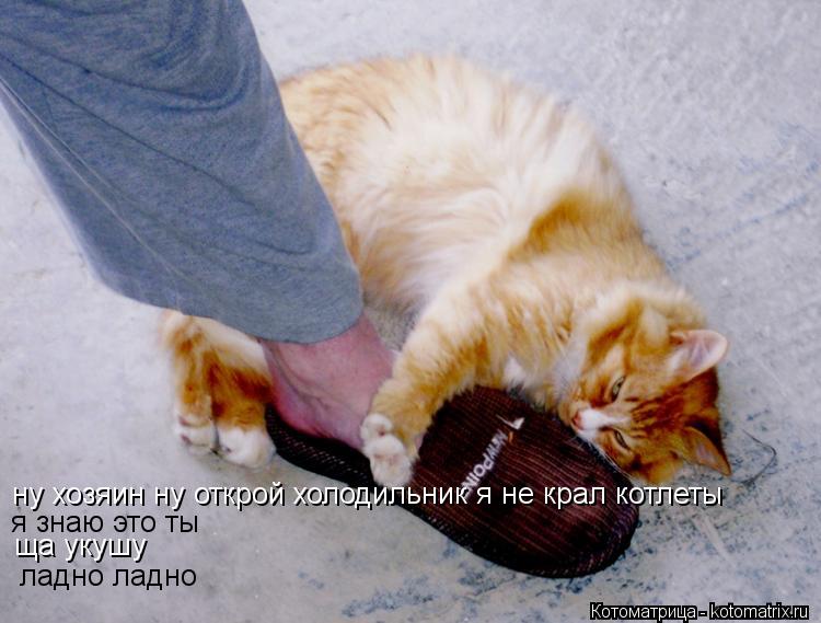 ну хозяин ну открой холодильник я не крал котлеты я знаю это ты ща укушу ладно ладно... Котоматрица: ну хозяин ну открой холодильник я не крал котлеты я знаю это ты ща укушу ладно ладно