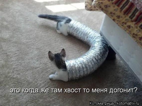 это когда же там хвост то меня догонит?... Котоматрица: это когда же там хвост то меня догонит?