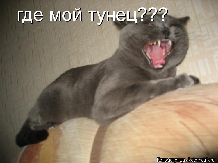 где мой тунец???... Котоматрица: где мой тунец???