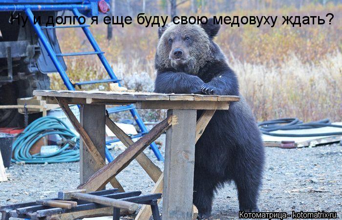 Ну и долго я еще буду свою медовуху ждать?... Котоматрица: Ну и долго я еще буду свою медовуху ждать?