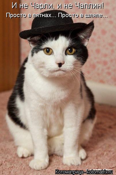И не Чарли, и не Чаплин! Просто в пятнах... Просто в шляпе...... Котоматрица: И не Чарли, и не Чаплин! Просто в пятнах... Просто в шляпе...