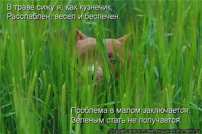 В траве сижу я, как кузнечик, Расслаблен, весел и беспечен. Проблема в малом заключается: Зеленым ста... Котоматрица: В траве сижу я, как кузнечик, Расслаблен, весел и беспечен. Проблема в малом заключается: Зеленым стать не получается...
