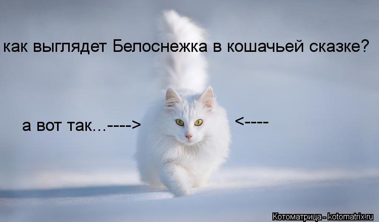 как выглядет Белоснежка в кошачьей сказке? а вот так...----> <----... Котоматрица: как выглядет Белоснежка в кошачьей сказке? а вот так...----> <----