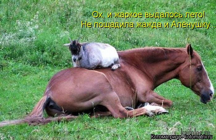 Ох, и жаркое выдалось лето! Не пощадила жажда и Алёнушку...... Котоматрица: Ох, и жаркое выдалось лето! Не пощадила жажда и Алёнушку...