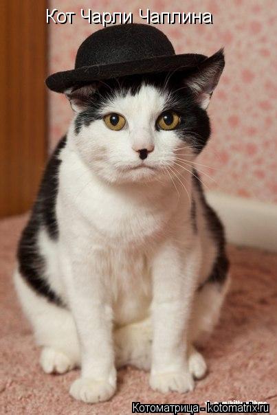 Кот Чарли Чаплина... Котоматрица: Кот Чарли Чаплина