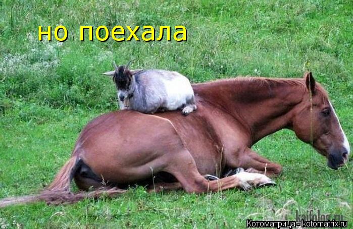 но поехала но поехала... Котоматрица: но поехала но поехала
