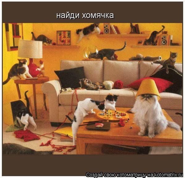 найди хомячка... Котоматрица: найди хомячка