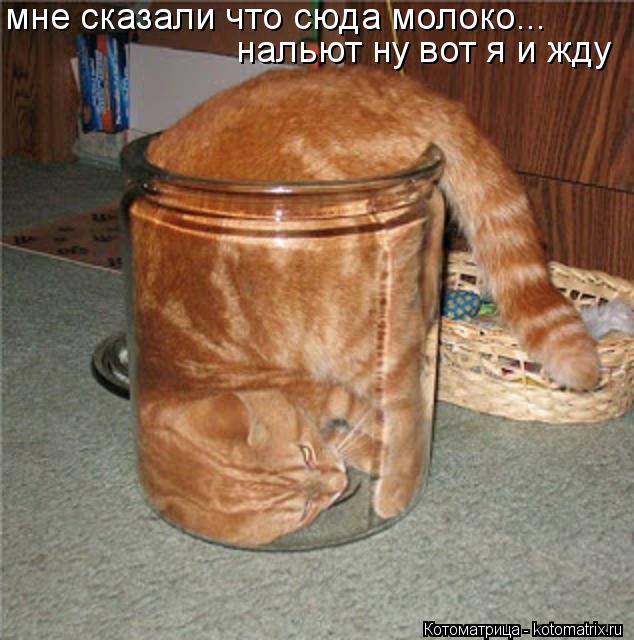 мне сказали что сюда молоко... нальют ну вот я и жду... Котоматрица: мне сказали что сюда молоко... нальют ну вот я и жду