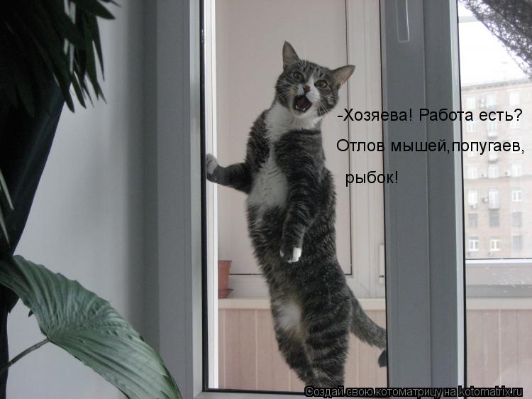 -Хозяева! Работа есть? Отлов мышей,попугаев, рыбок!... Котоматрица: -Хозяева! Работа есть? Отлов мышей,попугаев, рыбок!