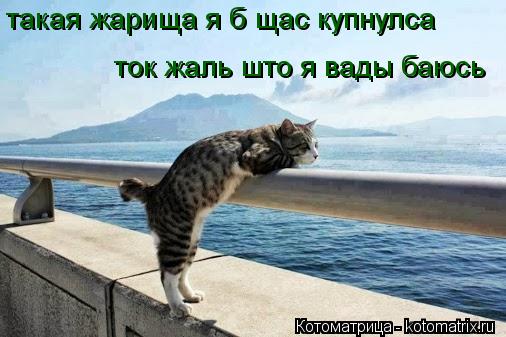 такая жарища я б щас купнулса ток жаль што я вады баюсь... Котоматрица: такая жарища я б щас купнулса ток жаль што я вады баюсь