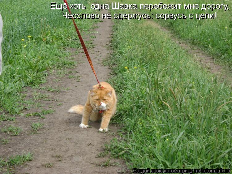 Ещё хоть одна Шавка перебежит мне дорогу, Чесслово не сдержусь: сорвусь с цепи!... Котоматрица: Ещё хоть одна Шавка перебежит мне дорогу, Чесслово не сдержусь: сорвусь с цепи!