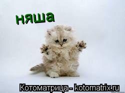 няша... Котоматрица: няша