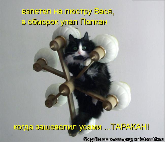 взлетел на люстру Вася, когда зашевелил усами ...ТАРАКАН! в обморок упал Полкан... Котоматрица: взлетел на люстру Вася, когда зашевелил усами ...ТАРАКАН! в обморок упал Полкан