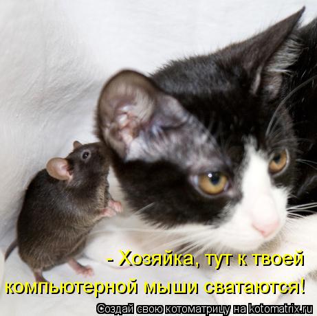 - Хозяйка, тут к твоей компьютерной мыши сватаются!... Котоматрица: - Хозяйка, тут к твоей компьютерной мыши сватаются!