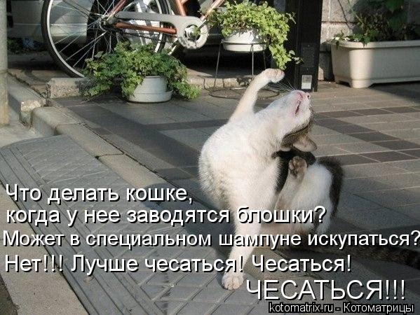 Котоматрица: Что делать кошке, когда у нее заводятся блошки? Может в специальном шампуне искупаться? Нет!!! Лучше чесаться! Чесаться! ЧЕСАТЬСЯ!!!