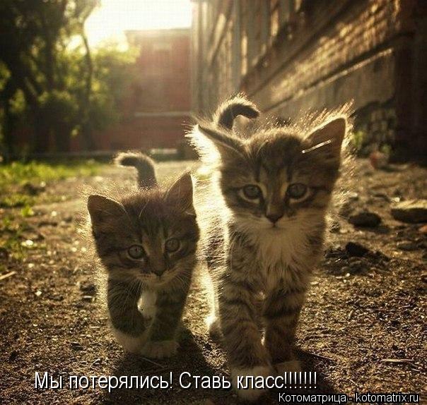 Мы потерялись! Ставь класс!!!!!!!... Котоматрица: Мы потерялись! Ставь класс!!!!!!!