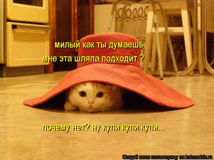милый как ты думаешь мне эта шляпа подходит ? почему нет? ну купи купи купи...... Котоматрица: милый как ты думаешь мне эта шляпа подходит ? почему нет? ну купи купи купи...