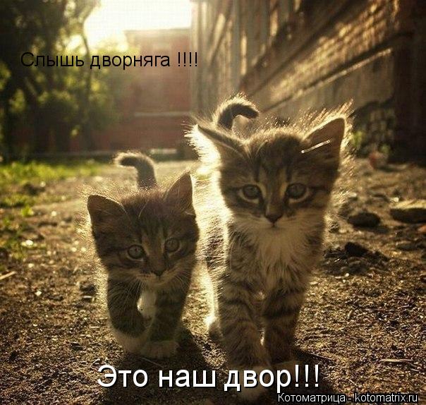 Слышь дворняга !!!! Это наш двор!!!... Котоматрица: Слышь дворняга !!!! Это наш двор!!!