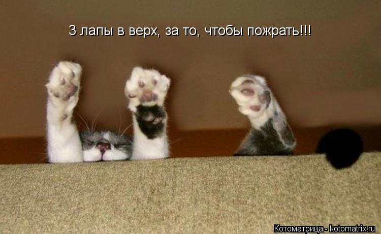 3 лапы в верх, за то, чтобы пожрать!!!... Котоматрица: 3 лапы в верх, за то, чтобы пожрать!!!