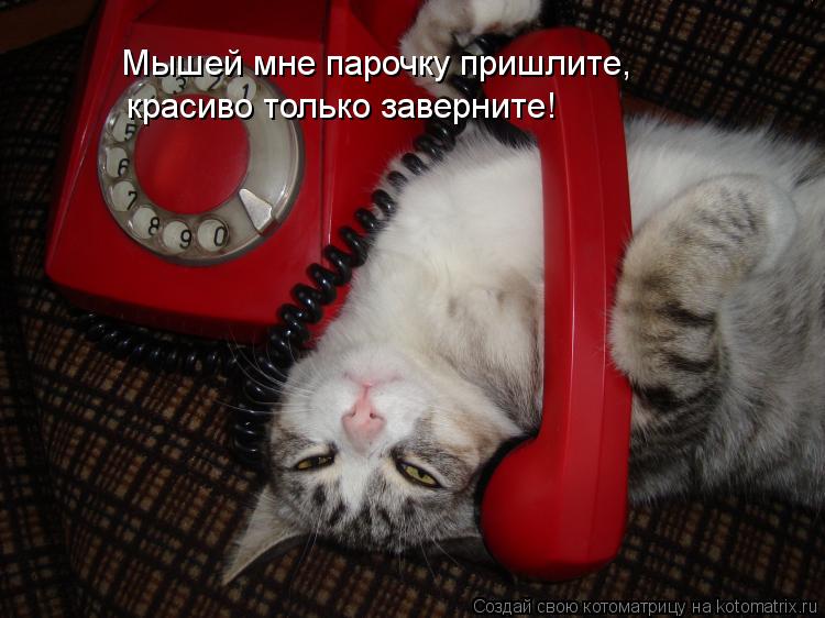 Мышей мне парочку пришлите, красиво только заверните!... Котоматрица: Мышей мне парочку пришлите, красиво только заверните!