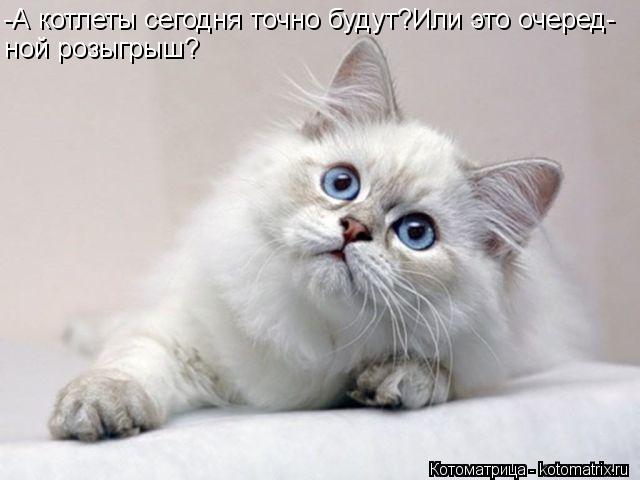 -А котлеты сегодня точно будут?Или это очеред- ной розыгрыш?... Котоматрица: -А котлеты сегодня точно будут?Или это очеред- ной розыгрыш?