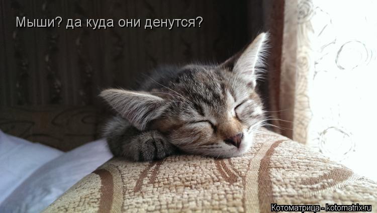 Мыши? да куда они денутся?... Котоматрица: Мыши? да куда они денутся?