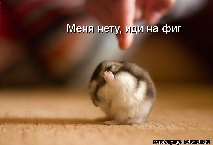 Меня нету, иди на фиг... Котоматрица: Меня нету, иди на фиг