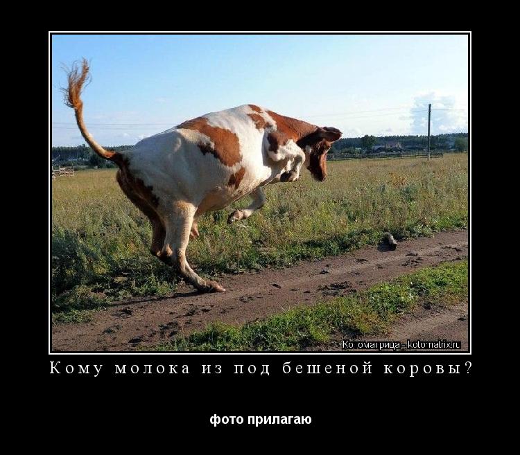 Кому молока из под бешеной коровы? фото прилагаю... Котоматрица: Кому молока из под бешеной коровы? фото прилагаю