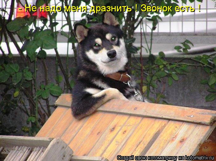 - Не надо меня дразнить ! Звонок есть !... Котоматрица: - Не надо меня дразнить ! Звонок есть !