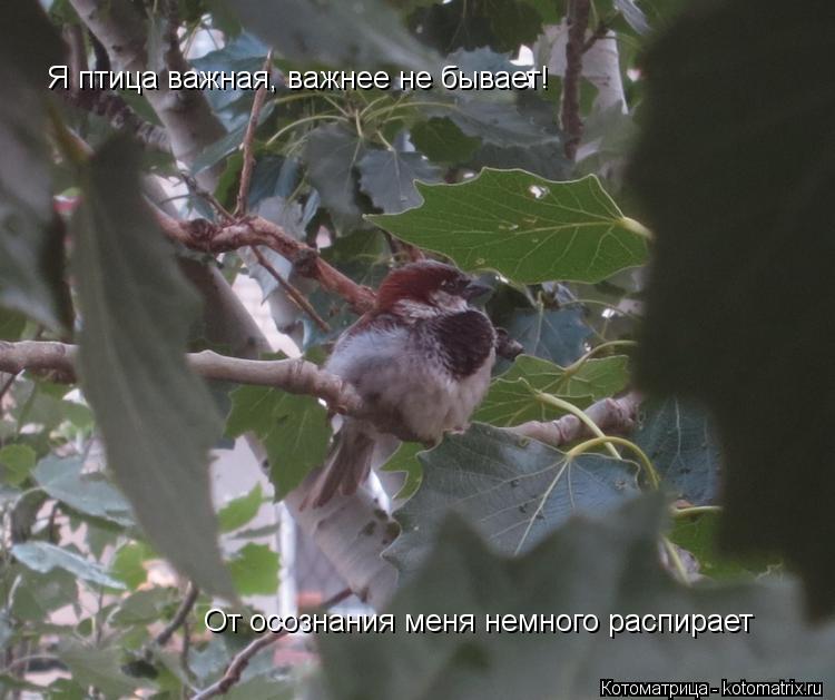 Я птица важная, важнее не бывает! От осознания меня немного распирает... Котоматрица: Я птица важная, важнее не бывает! От осознания меня немного распирает