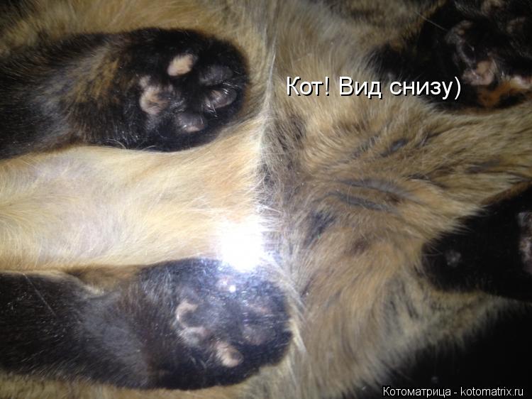 Кот! Вид снизу)... Котоматрица: Кот! Вид снизу)