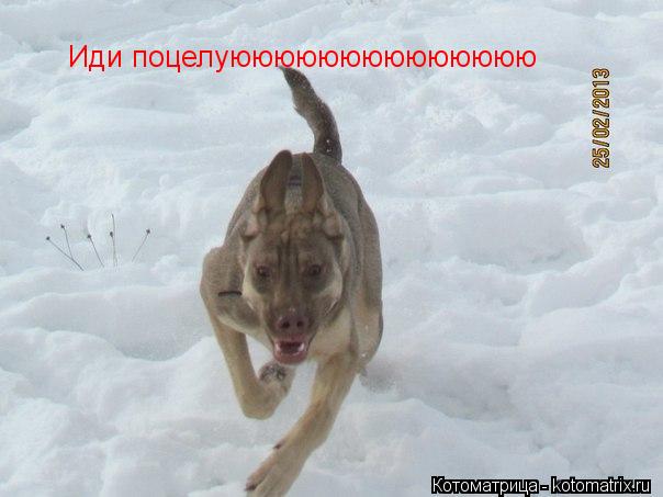 Иди поцелуюююююююююююююю... Котоматрица: Иди поцелуюююююююююююююю