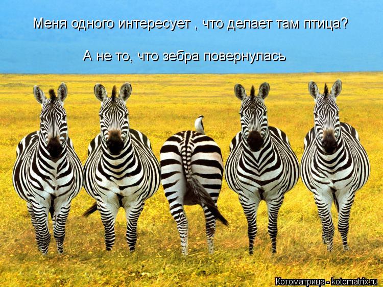 Меня одного интересует , что делает там птица? А не то, что зебра повернулась... Котоматрица: Меня одного интересует , что делает там птица? А не то, что зебра повернулась