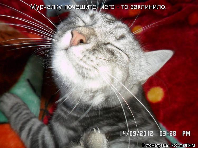 Мурчалку почешите, чего - то заклинило.... Котоматрица: Мурчалку почешите, чего - то заклинило.